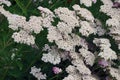 Close-up of Yarroew flowers