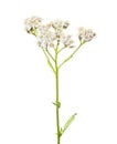 Yarrow Achillea millefolium flower isolated on white background Royalty Free Stock Photo