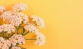 Yarrow (achillea millefolium) flowers on a warm yellow background.