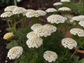 Yarrow (Achillea millefolium) in the garden