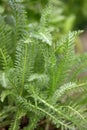 Yarrow, Achillea millefolium green leaves