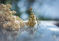 Yarrow Achillea millefolium L. on a glass wet surface, dry medicinal herb, herbal homeopathy Royalty Free Stock Photo