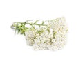 Yarrow ( Achillea millefolium) Royalty Free Stock Photo