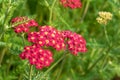 Bright Red Yarrow `Paprika` in Bloom Royalty Free Stock Photo