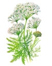Yarrow (Achillea millefolium) plant isolated on white background. Generative AI illustration in realistic watercolor