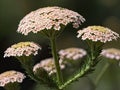 Yarrow (Achillea millefolium) in the garden