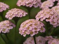 Yarrow (Achillea millefolium)