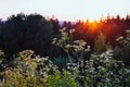 yarrow against the backdrop of sunset over the forest, meadow grasses, summer sun Royalty Free Stock Photo
