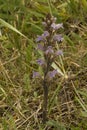 Yarrow Broomrape, Blauwe bremraap, Orobanche purpurea Royalty Free Stock Photo