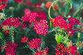 Yarrow common color is red velveteen.