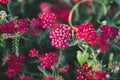 Yarrow common color is red velveteen.