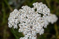 Yarrow common, flowers of a medicinal plant. Raw materials for the medical industry