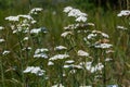 Yarrow common, flowers of a medicinal plant. Raw materials for the medical industry