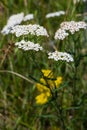 Yarrow common, flowers of a medicinal plant. Raw materials for the medical industry