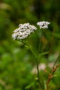 Yarrow common, flowers of a medicinal plant. Raw materials for the medical industry