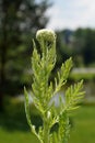 Yarrow, Fernleaf yarrow (Achillea filipendulina)