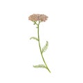 Yarrow flower, drawing by colored pencils