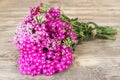 Yarrow flower