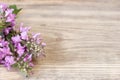 Yarrow flower