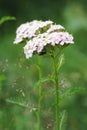 Yarrow flowers (Achillea millefolium) Royalty Free Stock Photo