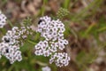 Yarrow flowers close up Royalty Free Stock Photo