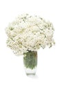 Yarrow flowers in a vase isolated on white background Royalty Free Stock Photo