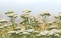 Yarrow herb Royalty Free Stock Photo