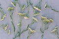 Yarrow herb flowers on canvas background