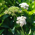 Yarrow herb grows in nature. Royalty Free Stock Photo