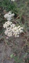 Yarrow herb grows in nature. Royalty Free Stock Photo