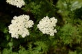 The yarrow herb is used in folk medicine.