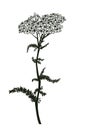 Yarrow