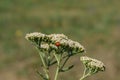 Yarrow inflorescence on a branch on which a ladybug sits. Medicinal herbs.