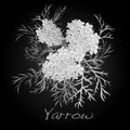 Yarrow. Medical Herb. Vector.