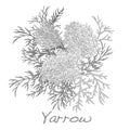 Yarrow. Medical Herb. Vector.