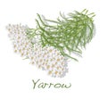 Yarrow. Medical Herb. Vector.