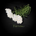 Yarrow. Medical Herb. Vector.