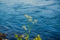Yarrow medicinal herb in the river`s background