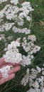 Yarrow medicinal herb from wild field