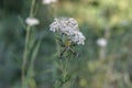 Yarrow medicinal plant with small white flowers growing in the field and a spider