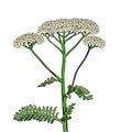 Yarrow milfoil flower medicinal plant. Achillea millefolium