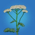 Yarrow milfoil flower medicinal plant. Achillea millefolium