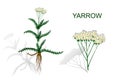 Yarrow, milfoil. herbal medicines.