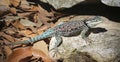 A Yarrow, or Mountain, Spiny Lizard, Sceloporus jarrovii Royalty Free Stock Photo