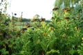 Yarrow offers antibacterial and wound healing properties