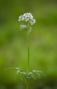 Yarrow. Plain meadow flower Royalty Free Stock Photo