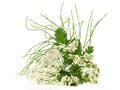Yarrow Plant Blossom - Achillea Millefoliumow And Common Horsetail, Isolated On White Background