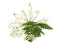Yarrow Plant Blossom With Leaves  - Achillea Millefoliumow Isolated On White Background