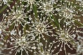 Yarrow plant flowers macro Royalty Free Stock Photo