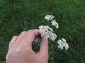 Yarrow plant with inflorescences Royalty Free Stock Photo